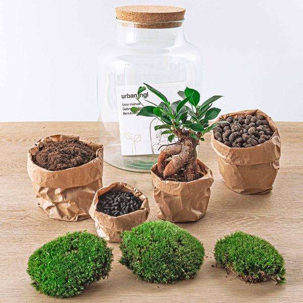 DIY terrarium - Milky met bonsai - ↕ 30 cm  - Normal