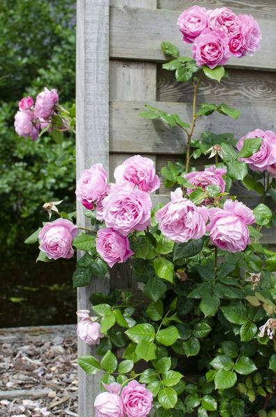 Rosa Crazy in love 'Pink' - Roze Roos - Ø15cm - ↕65cm