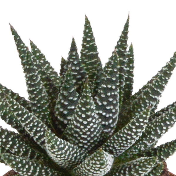 Gasteria/Haworthia mix 8,5cm - 3x - zonder pot