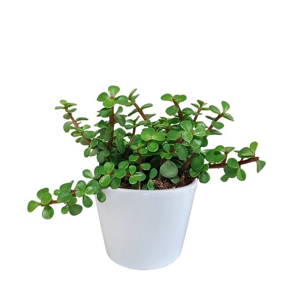 Portulacaria afra - in witte pot