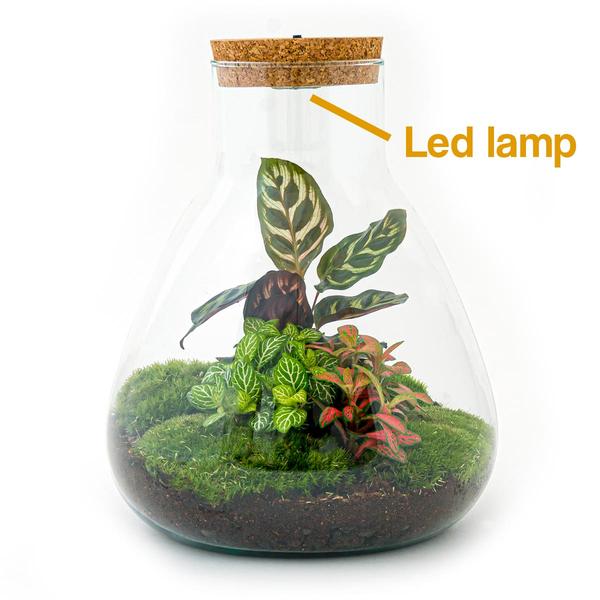 DIY terrarium - Sam Calathea with Light - ↕ 30 cm - Normal