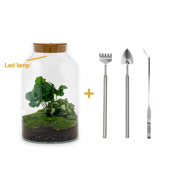 DIY terrarium - Milky Coffea met lamp - ↕ 31 cm - Rake + Shovel + Tweezer