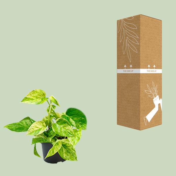 Epipremnum Marble Queen - Scindapsus - Ø15cm - ↕25cm - Ø12 - ↨15cm