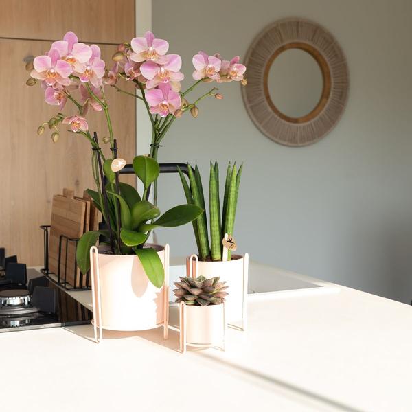 Kolibri Orchids | Oudroze Phalaenopsis orchidee - Jewel Treviso - potmaat Ø12cm | bloeiende kamerplant - vers van de kweker