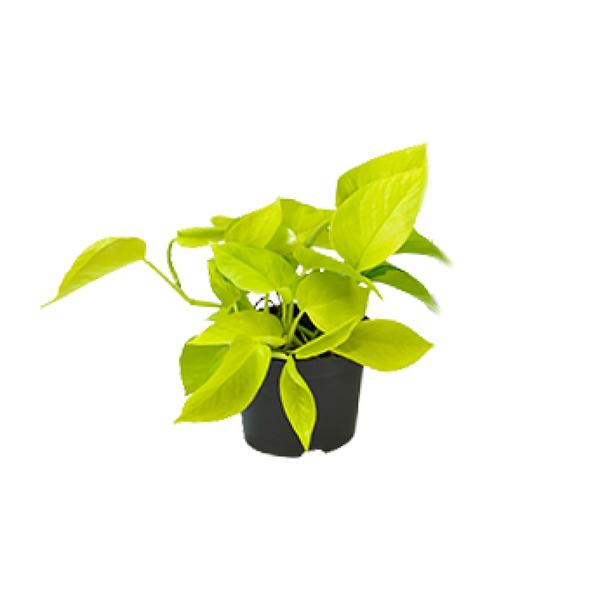 Epipremnum Golden Pothos - Scindapsus - Ø12 - ↕15cm