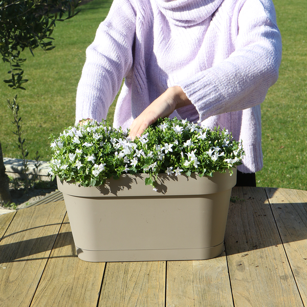 Campanula Addenda Ambella white - Balkonbak taupe met 3 stuks campanula potmaat 12cm - Incl. ophangsysteem - Klokjesbloem wit - vaste planten - tuinplanten