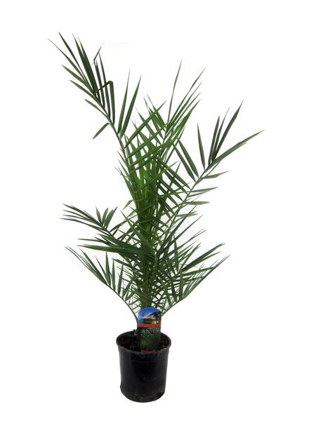 Phoenix Canariensis - 80 cm - Ø15cm