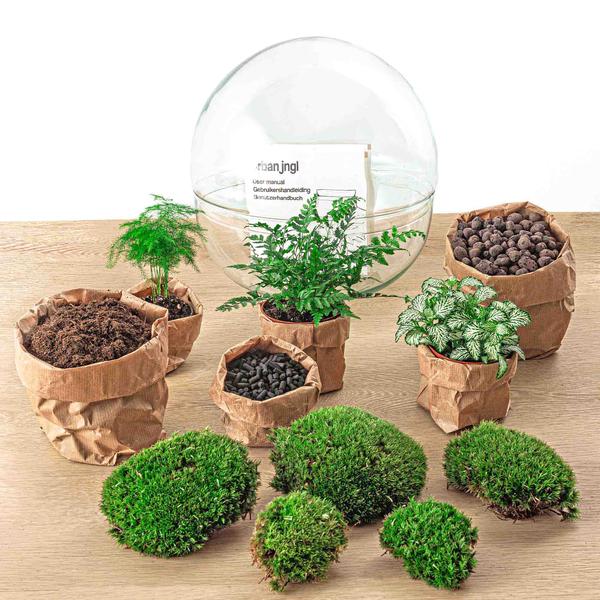 DIY terrarium - Dome XL - ↕ 30 cm - Rake + Shovel