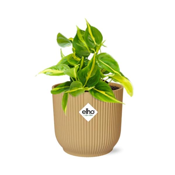 Philodendron Scandens ‘Brasil’ in ELHO Vibes Fold 14cm geel