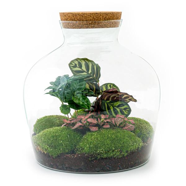 DIY terrarium - Fat Joe Coffea - ↕ 30 cm - Normal