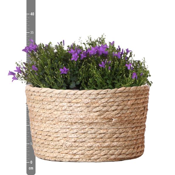 Campanula Addenda Ambella Intense purple - Rieten schaal met Campanula met watergeefsysteem - 3 stuks - Klokjesbloem paars  - potmaat 12cm - binnen & buiten