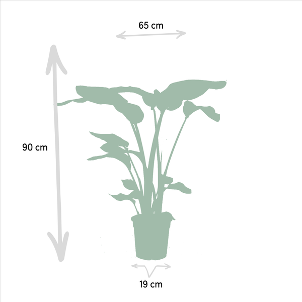 Strelitzia Nicolai - Ø19cm - ↕85cm + Monstera Deliciosa - Ø21cm - ↕75cm