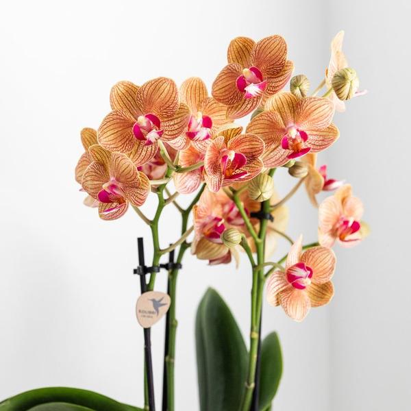 Kolibri Orchids | witte Phalaenopsis orchidee – Jamaica + Lush pot – potmaat Ø9cm | bloeiende kamerplant in bloempot - vers van de kweker