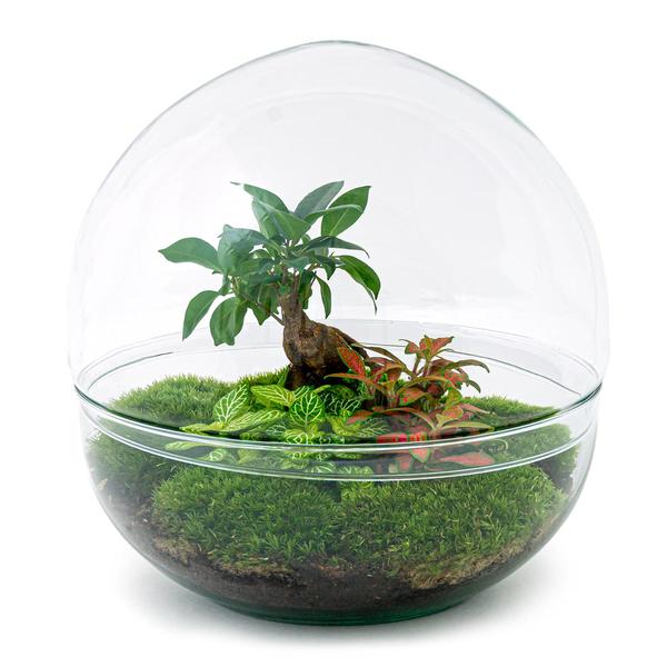 DIY terrarium - Dome XL - Ficus Ginseng Bonsai - ↕ 30 cm - Rake + Shovel + Tweezer