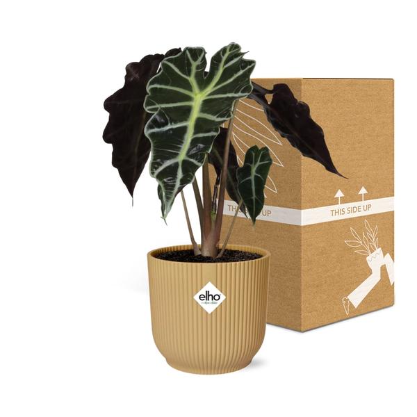 Alocasia ‘Polly’ in ELHO Vibes Fold 14cm geel