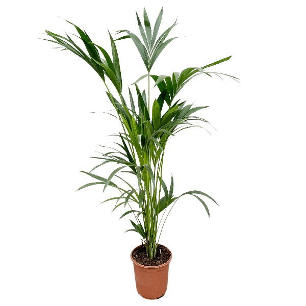 Kentia palm - 160cm - Ø24