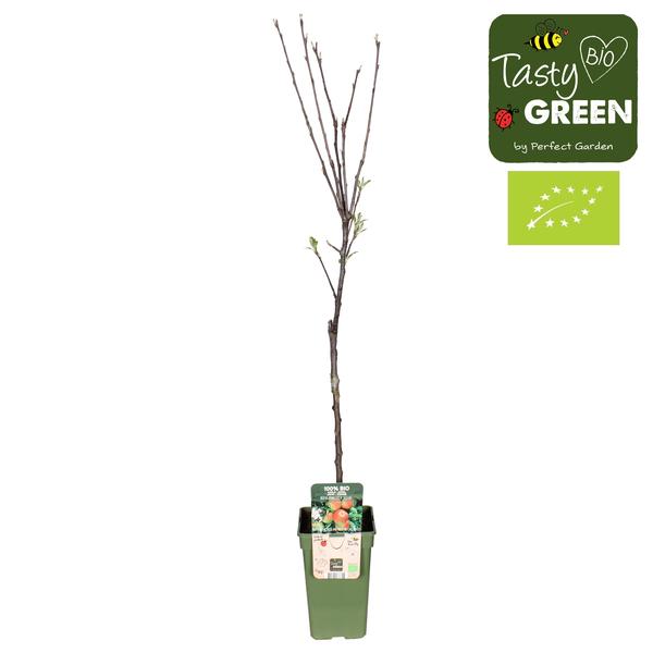 Malus Domestica Elstar - Appel - Ø19cm - ↕60cm