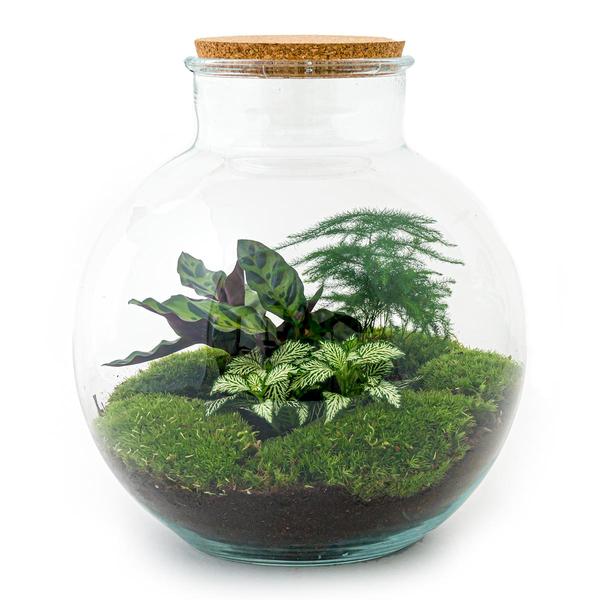 DIY terrarium - Bolder Bob - ↕ 30 cm - Rake + Shovel