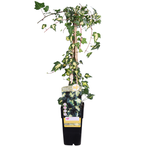 Hedera helix 'Goldheart' - Ø15cm - ↕65cm