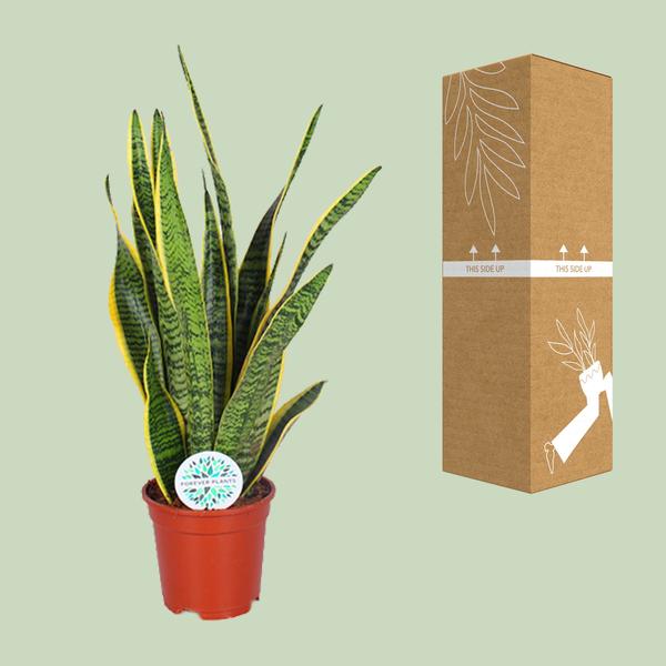 Sansevieria Trifasciata Laurentii - Ø17cm - ↕60cm