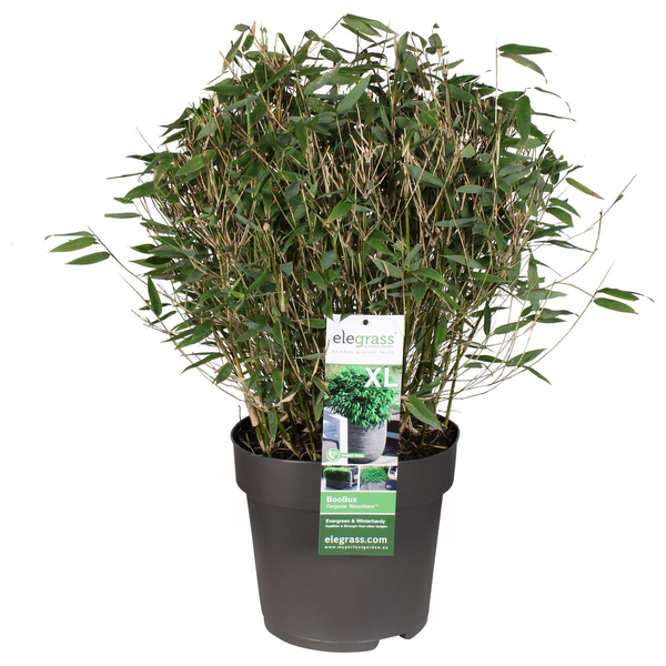 Fargesia 'Moontears'Â® Boobux - Compact groeiend, niet woekerende bamboe - Ø29cm - ↕70cm