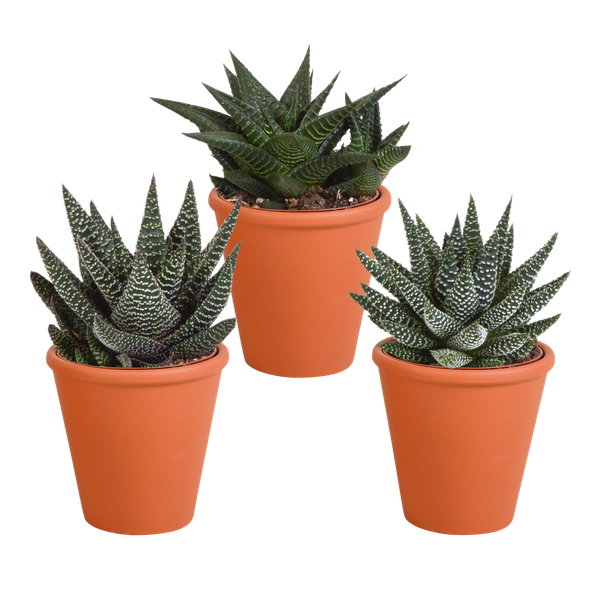 Gasteria/Haworthia mix 8,5cm - 3x - in terracotta pot