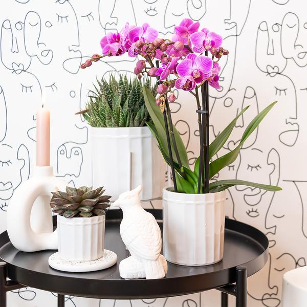 Kolibri Orchids | Paars/ roze Phalaenopsis orchidee - Mineral Vienna - potmaat Ø9cm | bloeiende kamerplant - vers van de kweker