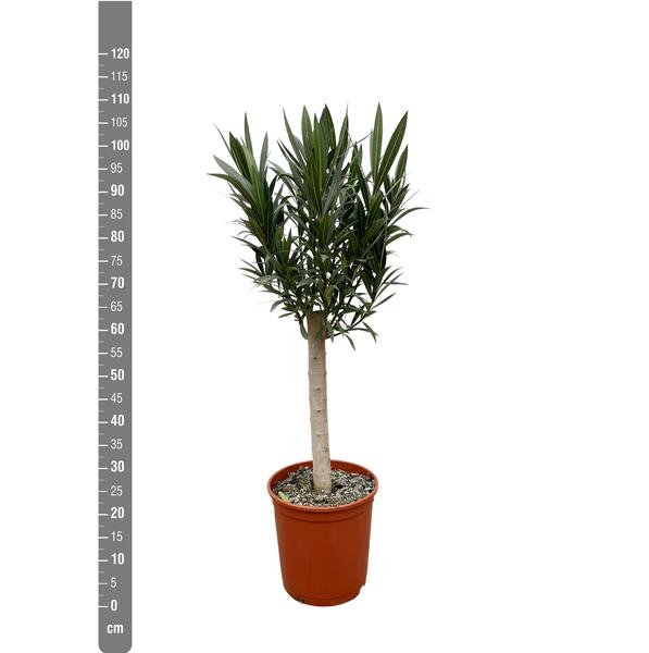 Nerium Oleander op stam met witte bloem - 110cm - Ø22