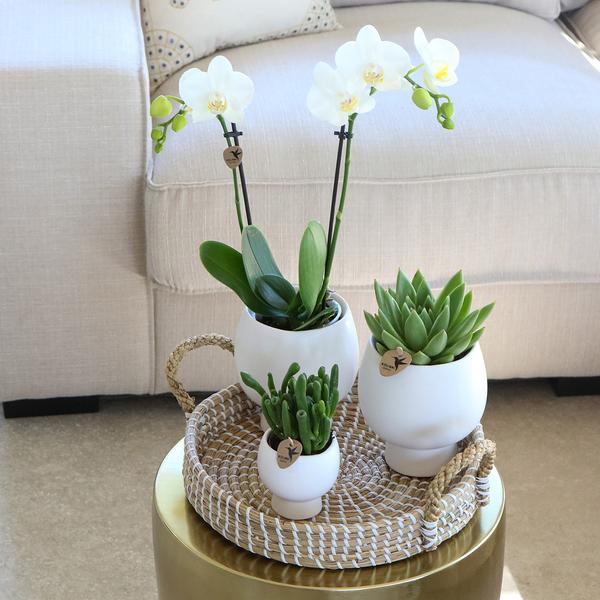 Kolibri Company | Gift set Scandic white | Plantenset met witte Phalaenopsis Orchidee en Succulenten incl. keramieken sierpotten