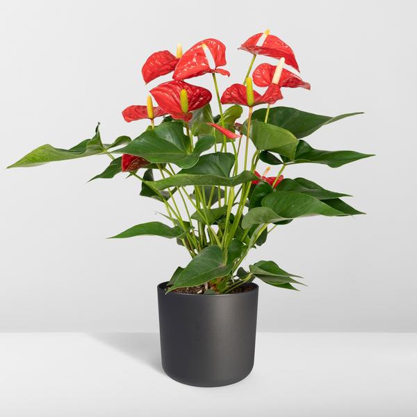 Anthurium Red - Ø17cm - ↕55cm