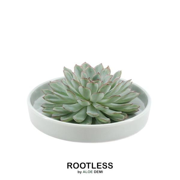 ROOTLESS Succulent Echeveria Pulidonis in schaal 'groen' Ø20 cm - ↕5 cm