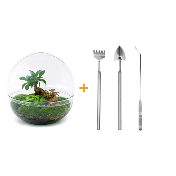 DIY terrarium - Dome XL - Ficus Ginseng Bonsai - ↕ 30 cm - Rake + Shovel + Tweezer