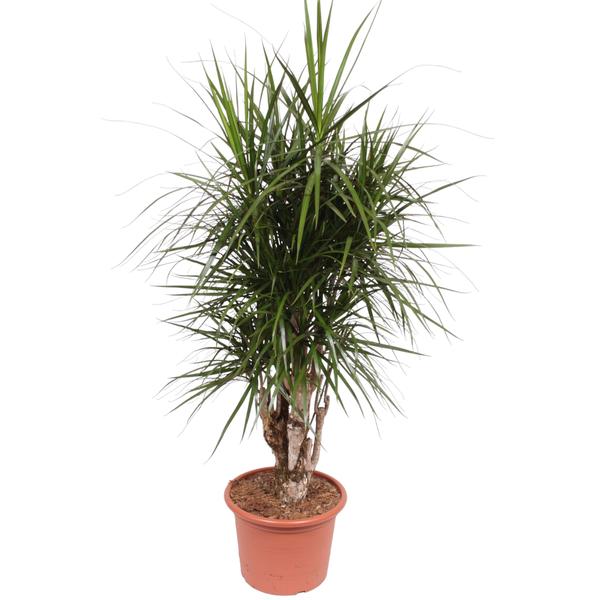 Dracaena Marginata vertakt - 160 cm - ø32