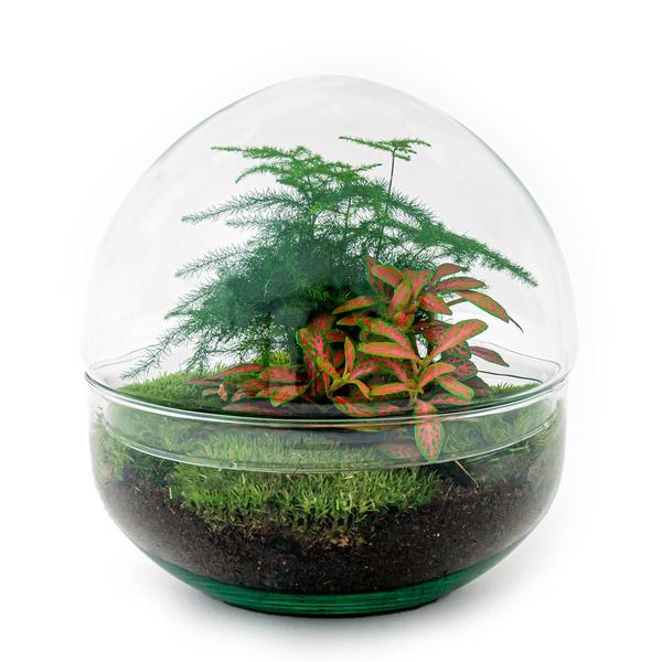 DIY terrarium - Dome Red - ↕ 20 cm - Rake + Shovel + Tweezer