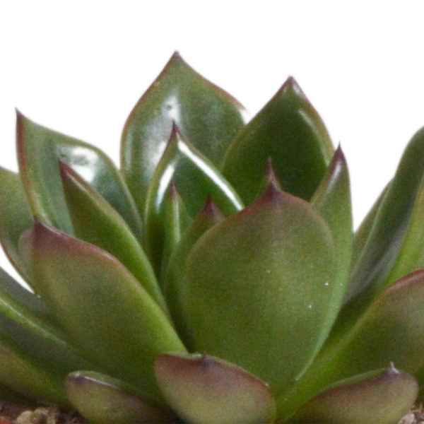 Echeveria mix 8.5 cm - 3x - in terracotta pot