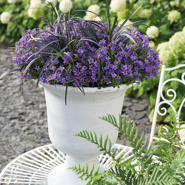 Campanula Addenda - Klokjesbloem paars potmaat 12cm - 2m2 bodembedekker - 12 stuks - Ambella purple - tuinplanten - winterhard