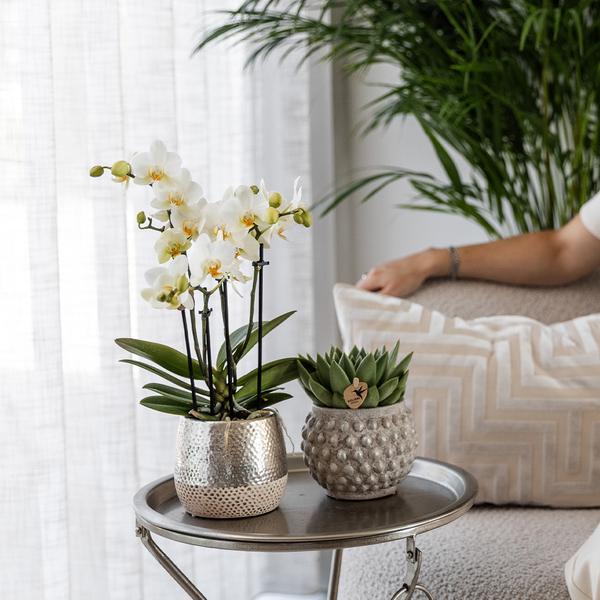 Kolibri Orchids | witte Phalaenopsis orchidee - Amabilis + Elite pot silver- potmaat Ø9cm - 35cm hoog | bloeiende kamerplant - vers van de kweker