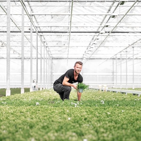 Campanula Addenda Ambella Intense purple - Balkonbak white met 3 stuks campanula potmaat 12cm - Incl. ophangsysteem - Klokjesbloem paars - vaste planten - tuinplanten