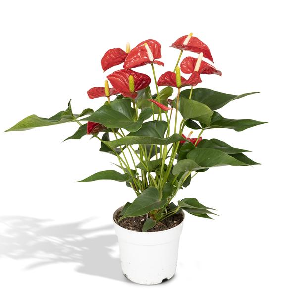 Anthurium Red - Ø17cm - ↕55cm