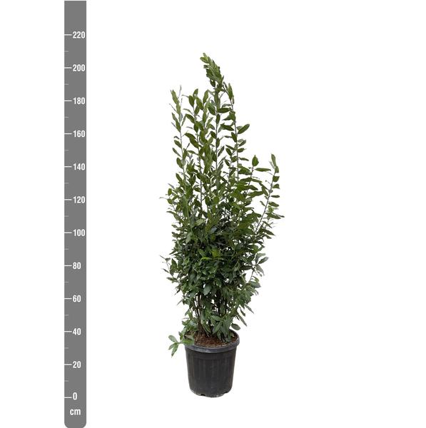 Laurus Nobilis struik - 210 cm - ø50