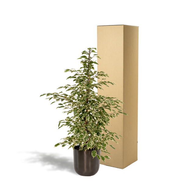 Ficus benjamina Twilight - Ø21cm - ↕95cm + Pot Mayk Lead