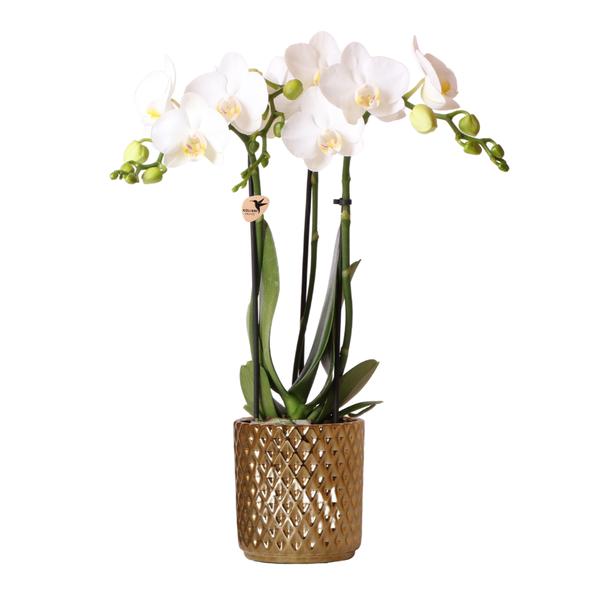 Kolibri Orchids | witte Phalaenopsis orchidee – Amabilis + Diamond sierpot goud – potmaat Ø9cm | bloeiende kamerplant in bloempot - vers van de kweker