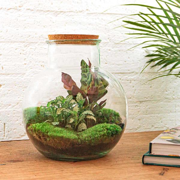 DIY terrarium - Teddy - ↕ 26,5 cm - Rake + Shovel