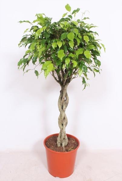 Ficus Exotica - Ø30cm - ↕120cm