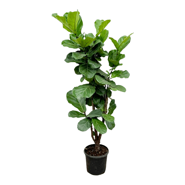 Ficus Lyrata vertakt - 170cm - ⌀32