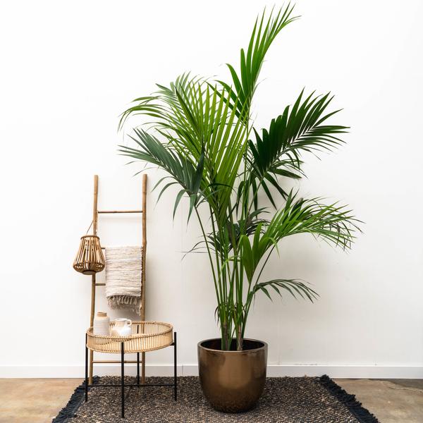 Kentia palm - 180cm - ⌀24