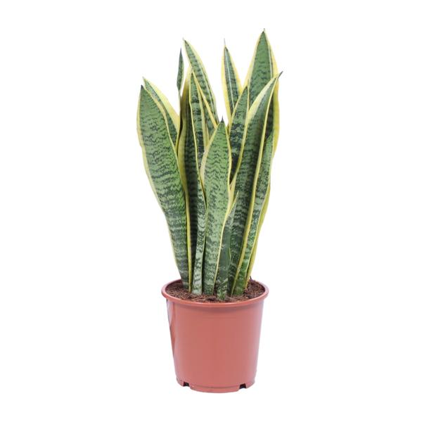 Sansevieria Trifasciata Laurentii - Ø14cm - ↕40cm