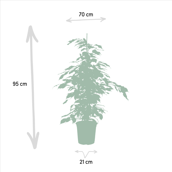 Ficus Benjamina Danielle - Ø21cm - ↕95cm + Ficus Benjamina Twilight - Ø21cm - ↕95cm + Ficus Microcarpa Moclame - Ø21cm - ↕95cm