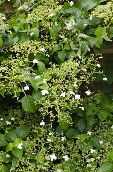 Hydrangea petiolaris - Klimhortensia - Ø15cm - ↕65cm