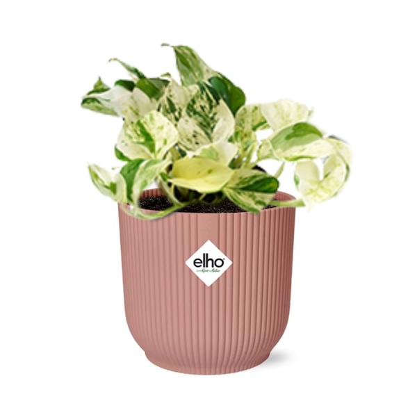 Epipremnum Pinnatum Happy Leaf in ELHO Vibes Fold 14cm roze